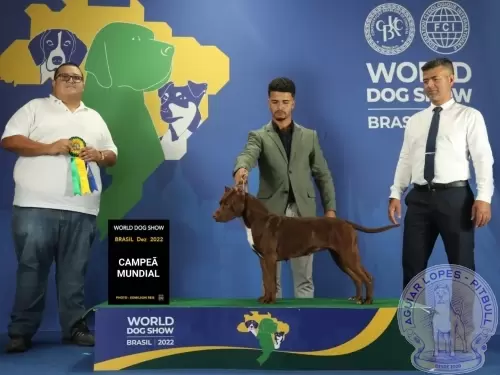 KIWI OF AGUIAR LOPES
CAMPEÃ MUNDIAL
WDS2022 - WORLD DOG SHOW